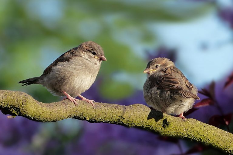 Co sprawia, iż musimy dbać o populację poszczególnych gatunków ptaków?