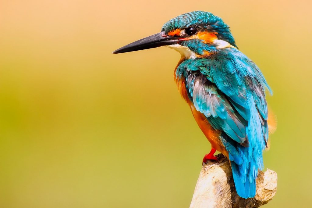 Co sprawia, iż musimy dbać o populację poszczególnych gatunków ptaków?